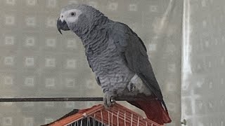 gray parrot intresting ❤