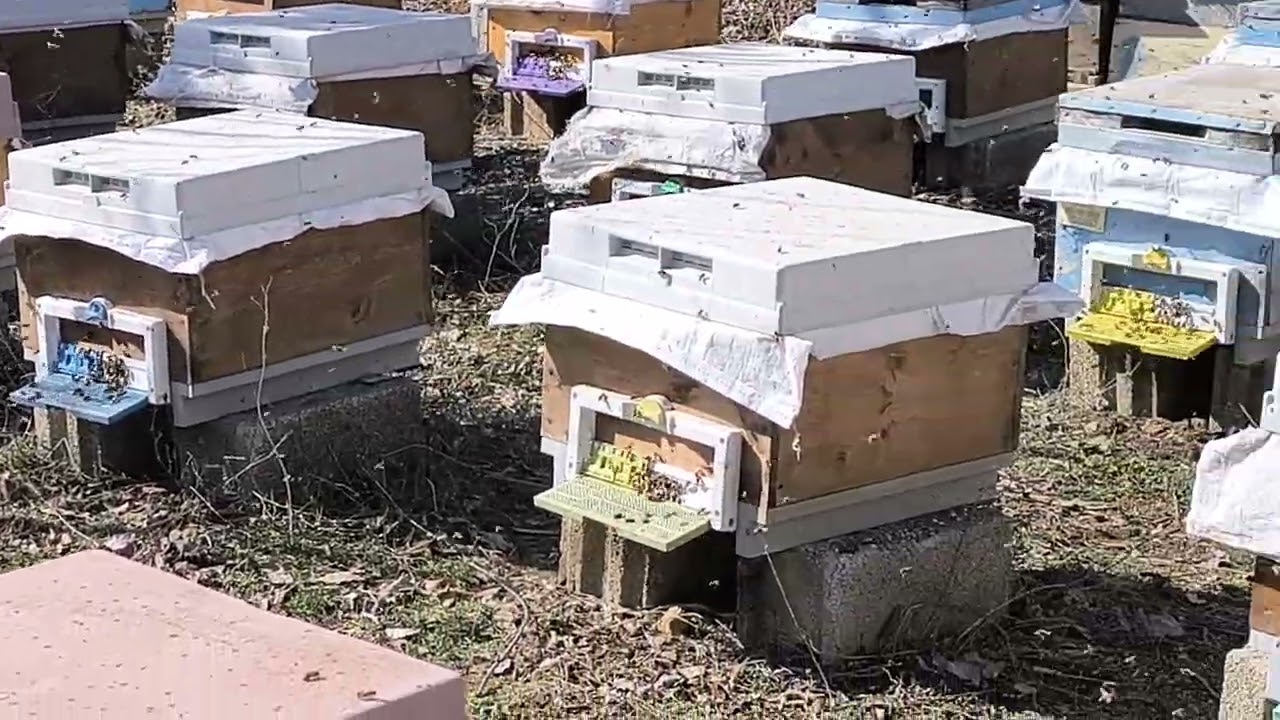 15 Şubat 2026 Kapalı alandan arılarımızı dışarı aldık 