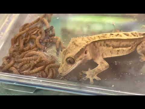 Rare Crested Gecko Eating Mealworms | What Do Crested Geckos Eat