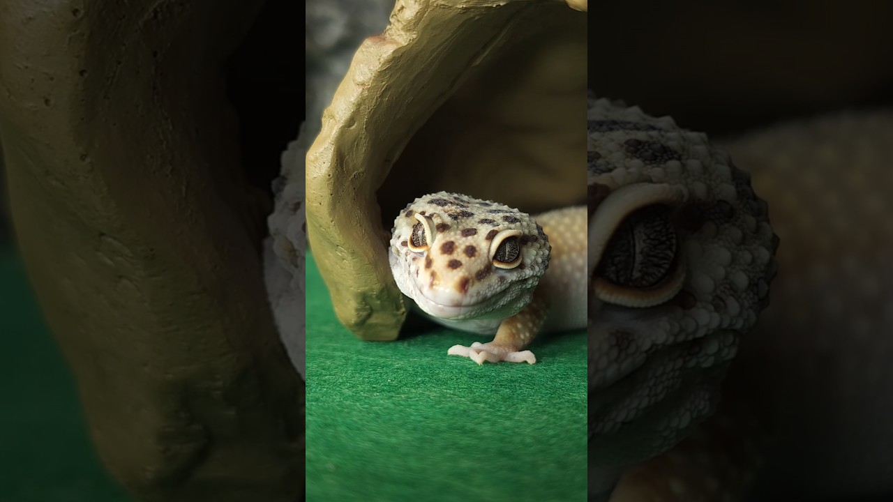 Эублефар или бананоед? 🦎 Какую ящерицу выбрать новичку!