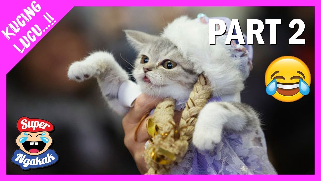 Terlucu Di Dunia Video Kucing Lucu Banget Bikin Ngakak Saat