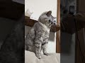 すぐキレる猫 #猫 #猫動画
