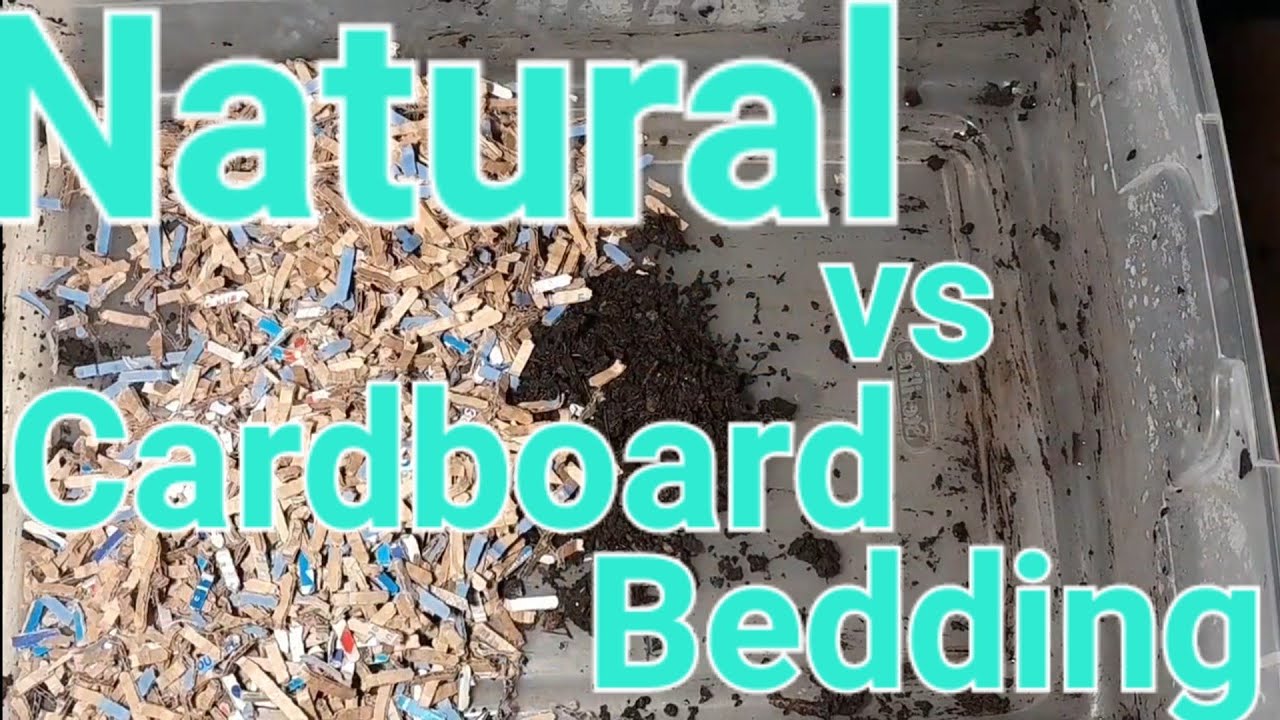 Setting up 2 New Composting Worm Bins Natural Bedding vs Cardboard