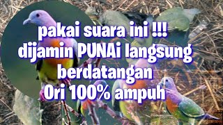 suara pikat punai terbukti 100% ampuh ‼️