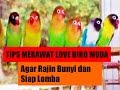 Cara Merawat Burung Lovebird Biar Gacor