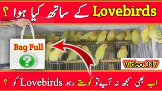 Love birds K saath Kya Howa | #lovebird #birds #albinolovebird