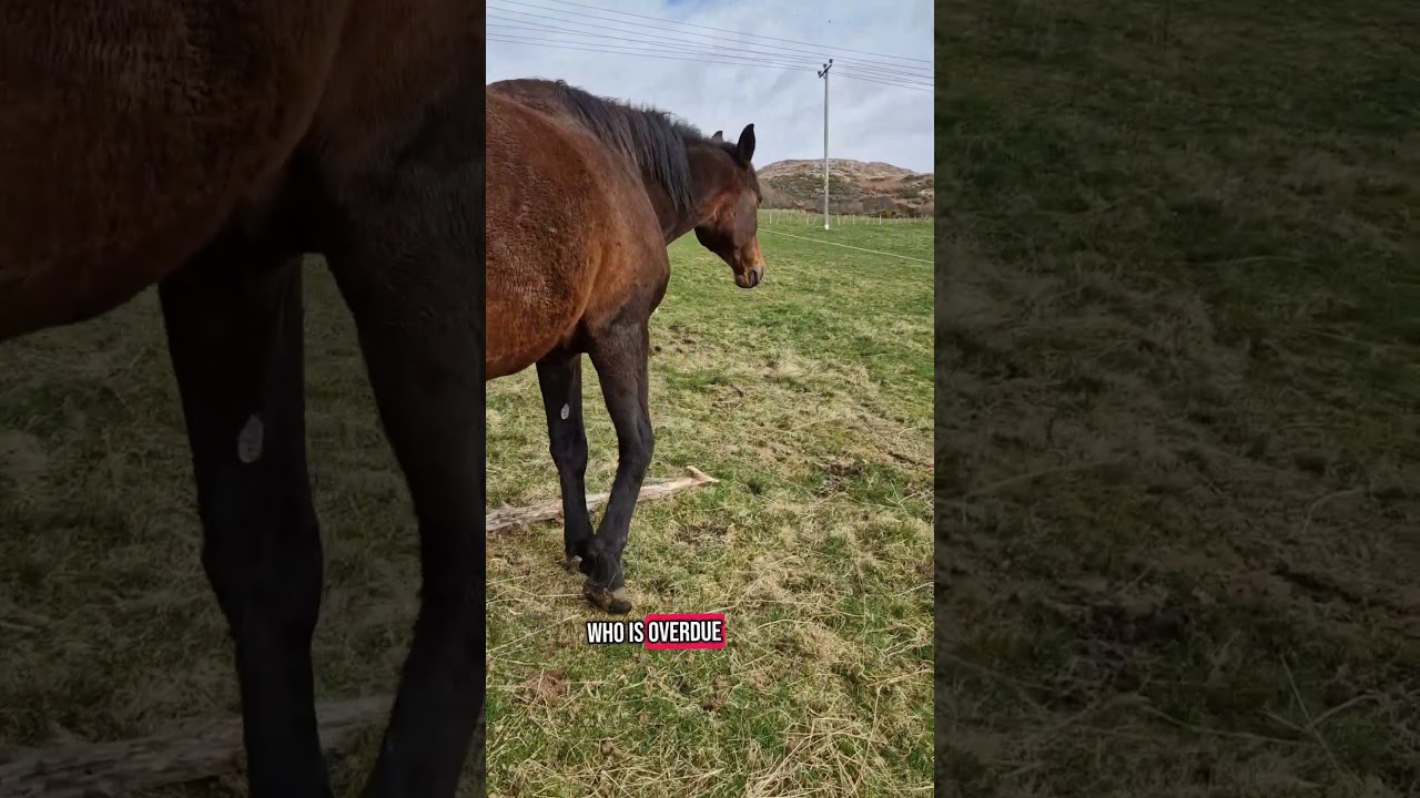 Broodmare Update! SOLO 🤎 