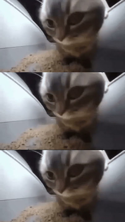 cipi cipi ciapa ciapa lubi lubi daba daba