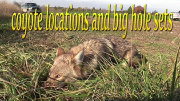 How to find good locations for coyote trapping! coyote catch and remake