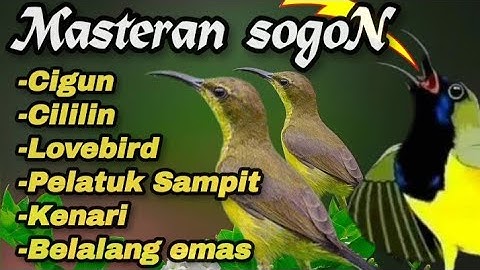 SUPER EDAN📍MASTERAN SOGON FULL NEMBAK ISIAN NGLOCOR.#sogon #sogongacor #masteransogon