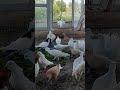 голуби