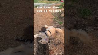 The Beau Show : bag of tricks! #goldendoodle #smartpuppy #dogtricks #beau