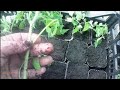 Comment bouturer les plants de tomates avec des gourmands