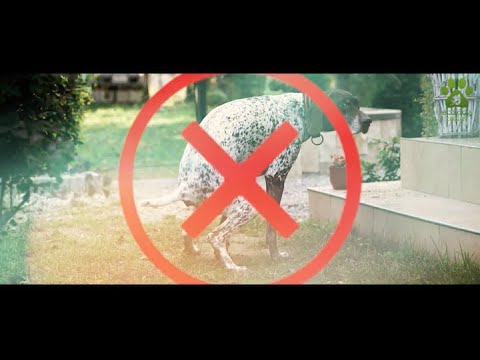 Video: Prečo Pick Up Dog Poop? Nebezpečenstvo výkalov psov
