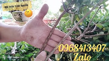 cách chọn giống ghép bằng lăng tím thái lá nhỏ đạt chuẩn để ghép, tỉ lệ sống 100%