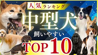 【衝撃】飼いやすい中型犬ランキングTOP10！あの犬種が1位に輝いた理由とは？