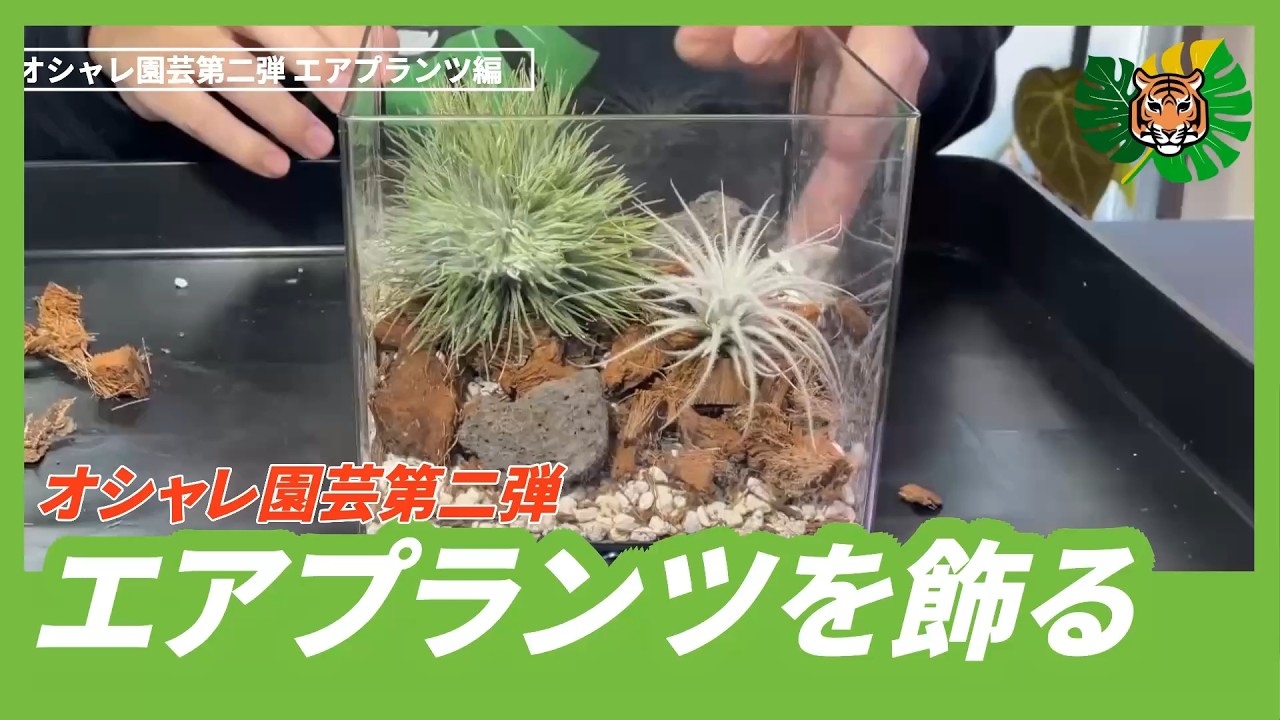 Stylish Gardening] Part 2: Air Plants. I tried to decorate