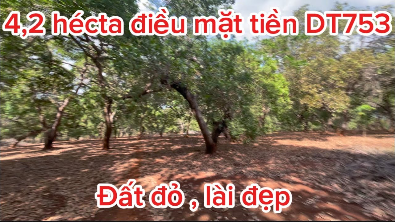 Mãnh vườn điều mặt tiền đường DT753 kết nối Đồng Nai. Diện tích 4,2 hécta đất đỏ lài đẹp. 0385390009