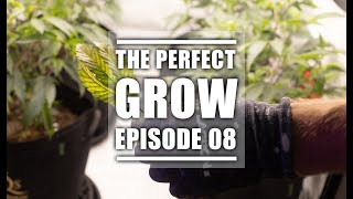 Flowering Cannabis | The Perfect Grow | EP8