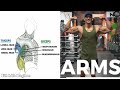 Biceps and triceps exercises  full arms workout