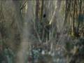 Capture de la vidéo No-Man - Wherever There Is Light