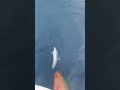 A dolphin playfully riding the bow wave of a ship