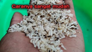 CARA MUDAH || memisahkan semut rangrang dengan telurnya @ wah wah fishing