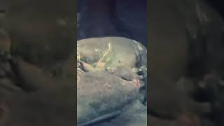 140 Year Old Lobster Oldest Ever To Live