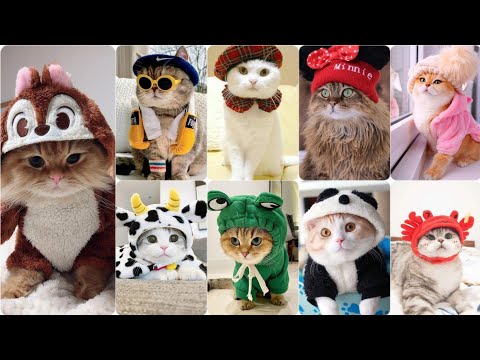 صور خلفيات قطط بملابس فصل الشتاء صور قطط كيوت 