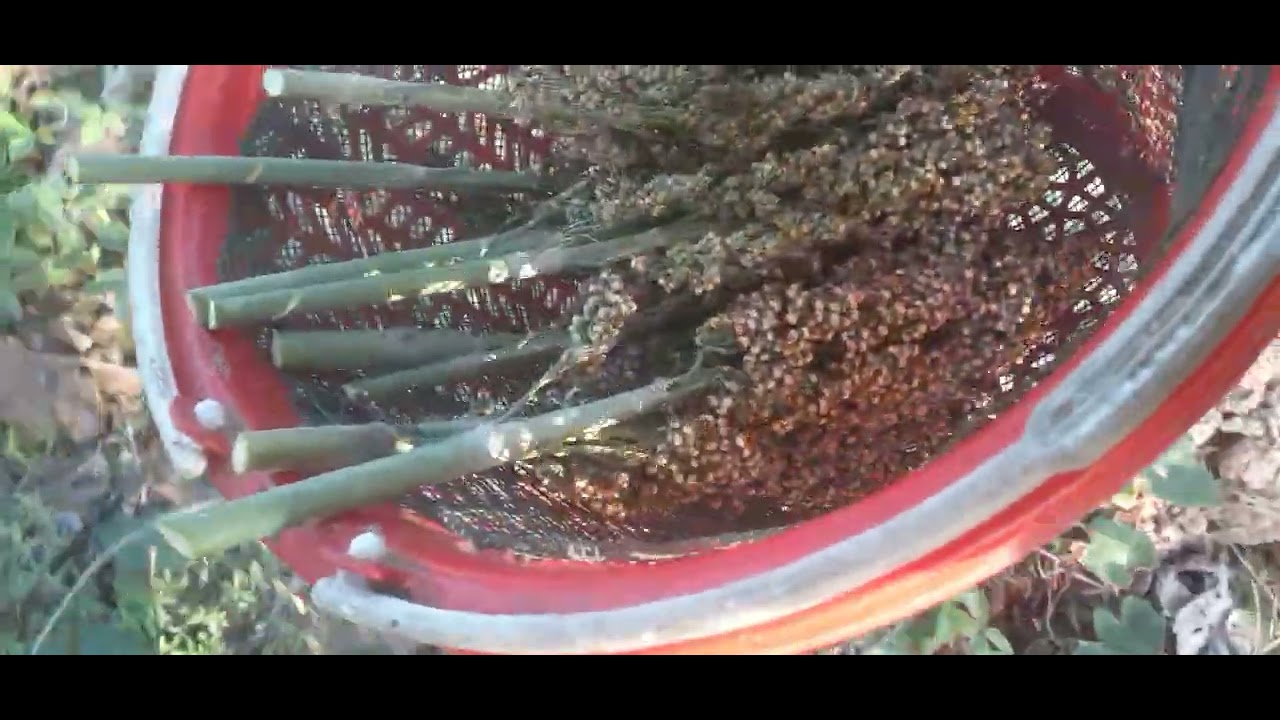 Thu hoặc bobo cho gà ăn 