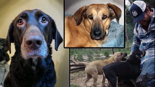Rescued Chocolate Lab, Puppies And A Cur Stories Of The Unleashed Ep1