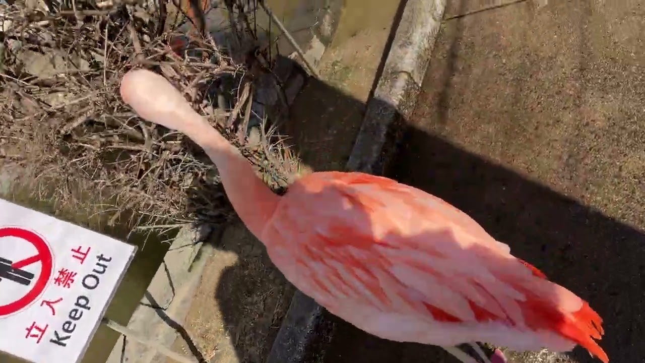 久留米市鳥類センター　2026/3/1