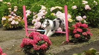 Magic Momo Super Dog at Jump n Java Agility
