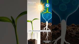 Why Plants Grow Up And Roots Grow Down 🌱 short video