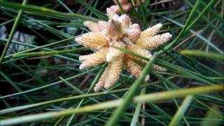 マツの雄花 花粉飛散 Youtube マツの雄花 花粉飛散 Youtube