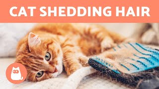 HAIR SHEDDING in CATS 🐱🐾 (Caring for Cats During Molting Season)