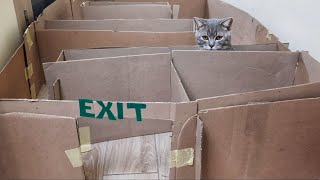 GIANT Maze Labyrinth for Cat Kittens. Can they EXIT?