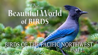 Birds of the Pacific Northwest 4K - Birdwatch-TV screenshot 3