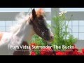 Pura vidas surrender the bucks for sale