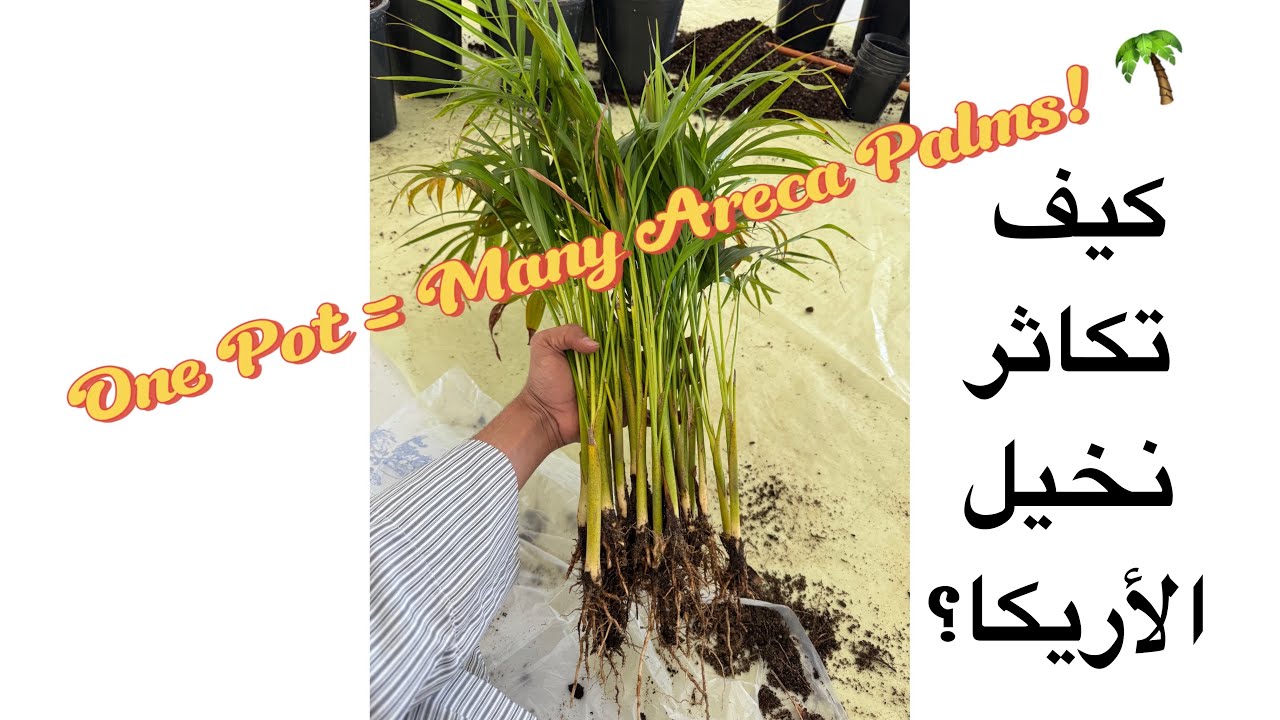 تكثير نخيل الأريكا الصفراء من أصيص واحد | Propagating Areca Palm from One Pot