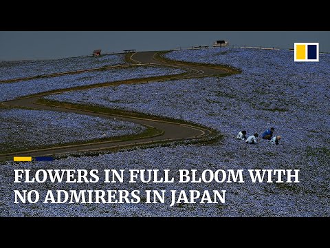 Japan’s nemophila flowers in full bloom with no onlookers due to coronavirus