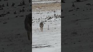 Get ‘Em Dave. Fur Explosion! #foxpro #coyote #hunting #shorts