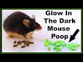 Glow In The Dark Mouse Poop - A Great Tool In The Fight Against Rats &amp; Mice . Mousetrap Monday