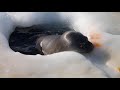 The true sound of a seal (Feat. Jerry)