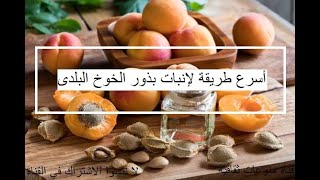 طريقة زراعة بذور الخوخ البلدى