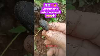 Jamur jari mayat(xylaria polymorpha)#jamurberacun#jamurliar#jamurbarat#mushroom