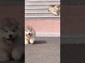 Cute puppy ❤️ #かわいい犬 #anjingcomel #สุนัขน่ารัก#cutedogph #chóđángyêu #anjinglucu #cachorrofofo
