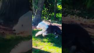 It’s this one thing that got me trippin!  #oldenglishsheepdog #funny |⚡Shaquillesheepdogfp⚡