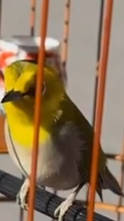 Pancingan Pleci agar cepat gacor #pleci #plecigacor #plecigacornembak