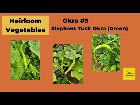 Heirloom Vegetables | Okra #5 | Elephant Tusk Okra (Green) | - YouTube